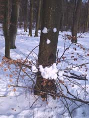 Schneegeist